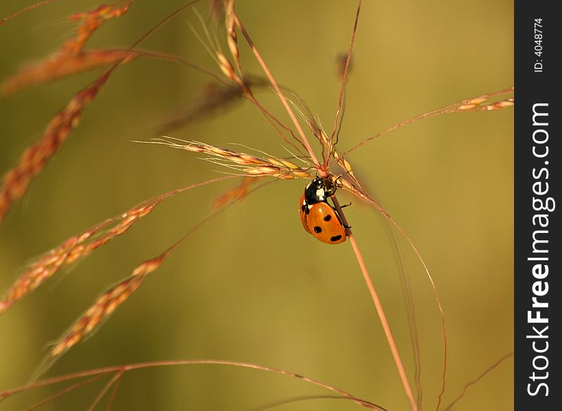 Little ladybird on the grass