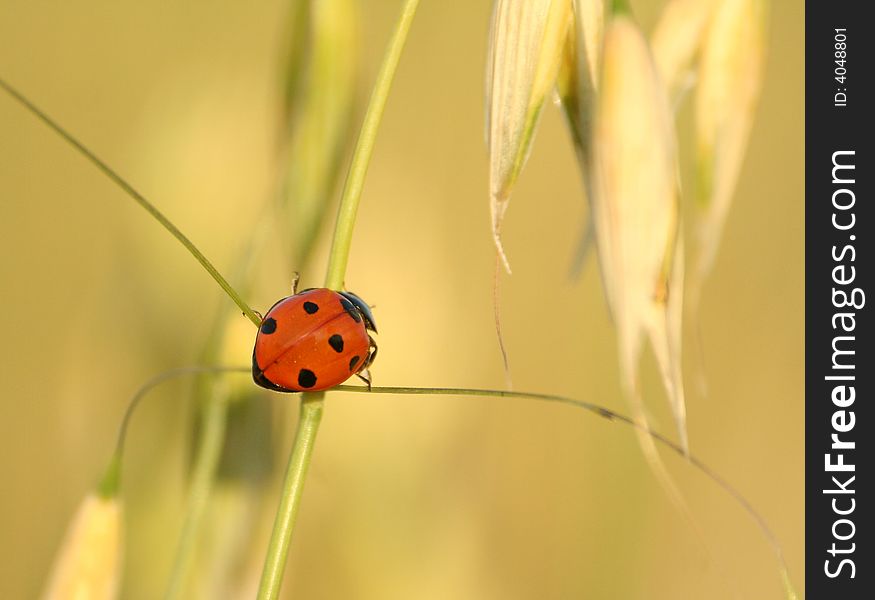 Ladybird sitting on the wheat