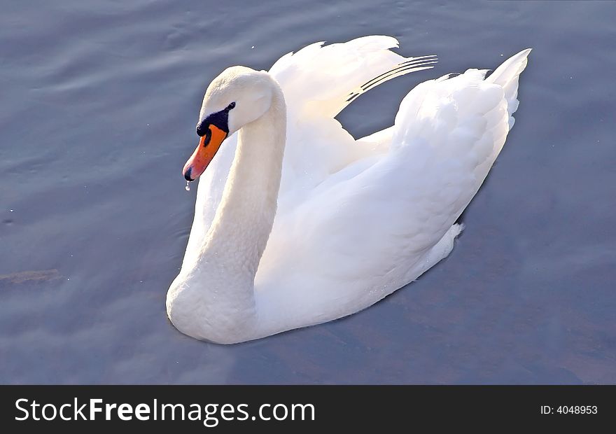 A nice swan on the river