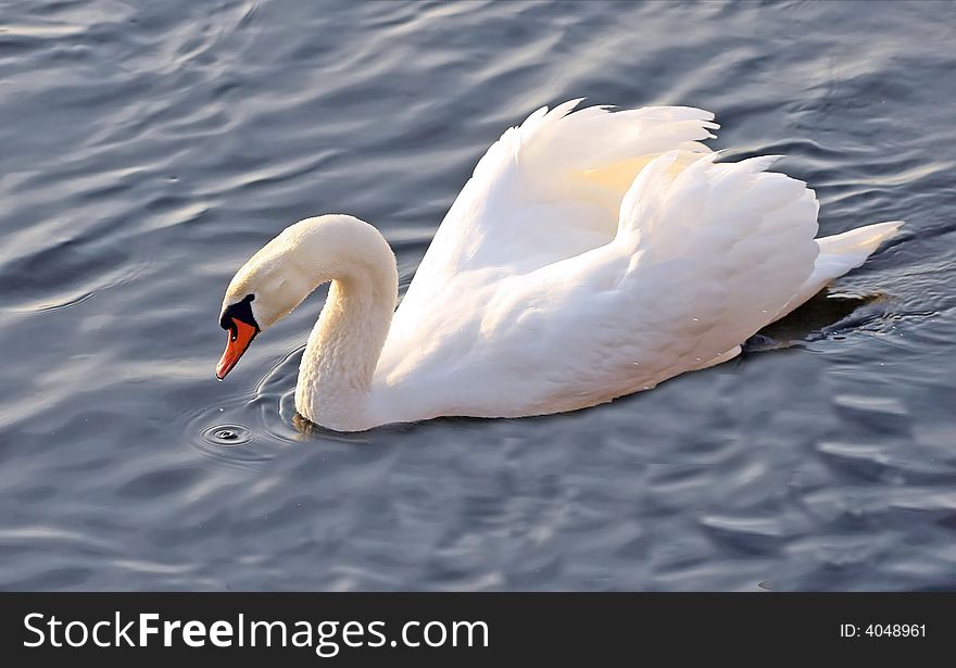A nice swan in the river