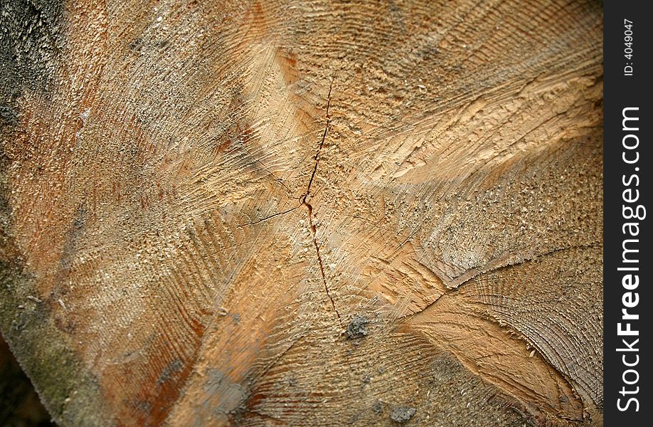 Stump close-up. View from top on cut wood. Wood texture.