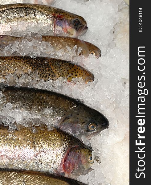 Uncooked mackeral on ice on fishmonger's slab