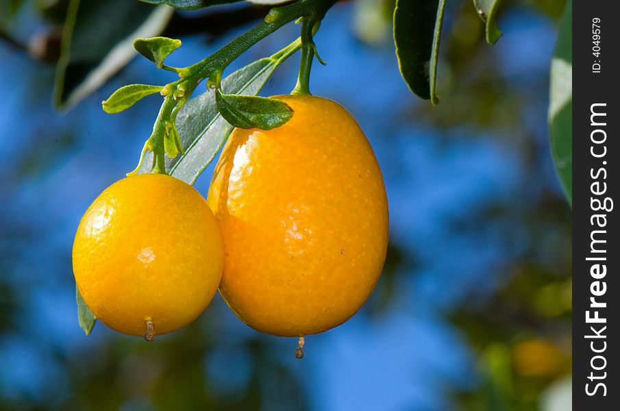 Home grown kumquats that are sweet on the outside and sour on the inside