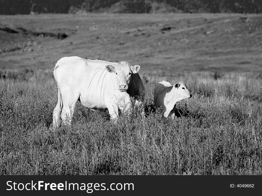 Mother cow and calf in field. Mother cow and calf in field