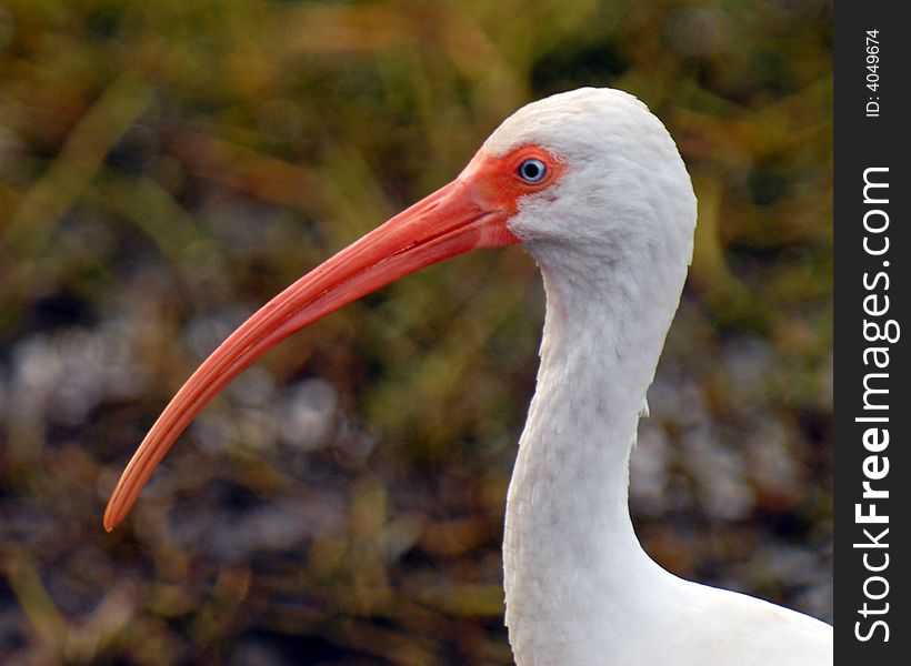 Head and neck profile of a white ibis in mating colos. Head and neck profile of a white ibis in mating colos.