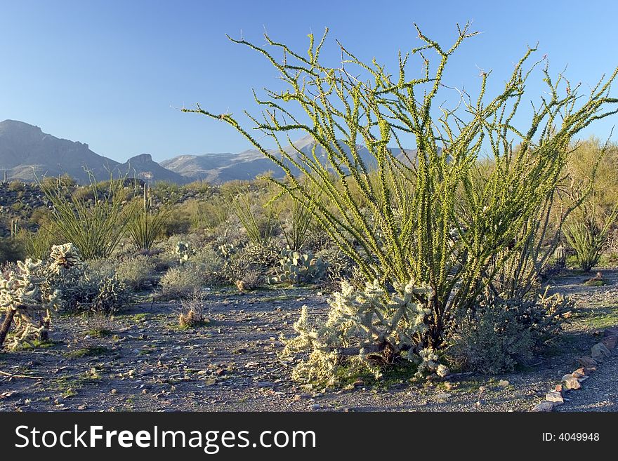 Ocotillo Cactus