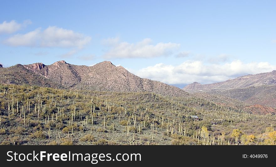 Saguaro Cactus in Canyon