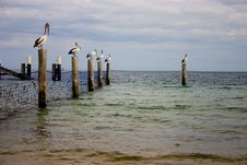 Pelicans Stock Photos Pelicans Stock Photos