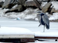 Heron On A Dock. Stock Photography Heron On A Dock. Stock Photography