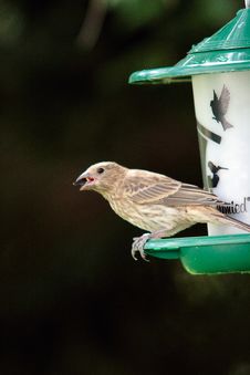Finch Ona Bird Feeder. Royalty Free Stock Photos