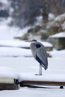 Heron On A Dock. Stock Photography Heron On A Dock. Stock Photography
