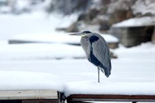 Heron On A Dock. Royalty Free Stock Photos Heron On A Dock. Royalty Free Stock Photos
