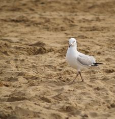 Seagull Seagull Stock Images Seagull Seagull Stock Images