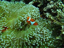 Clownfish Stock Photo Clownfish Stock Photo
