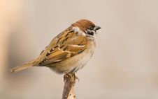 Tree Sparrow (aka Passer Montanus) Royalty Free Stock Photography