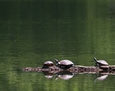 Turtles Reflected Royalty Free Stock Photography Turtles Reflected Royalty Free Stock Photography