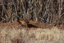 Ring-necked Pheasant Male Stock Photos Ring-necked Pheasant Male Stock Photos