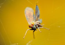 Leafhopper Stuck On A Web Stock Images
