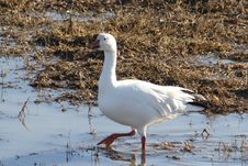 Snow Goose Royalty Free Stock Image Snow Goose Royalty Free Stock Image