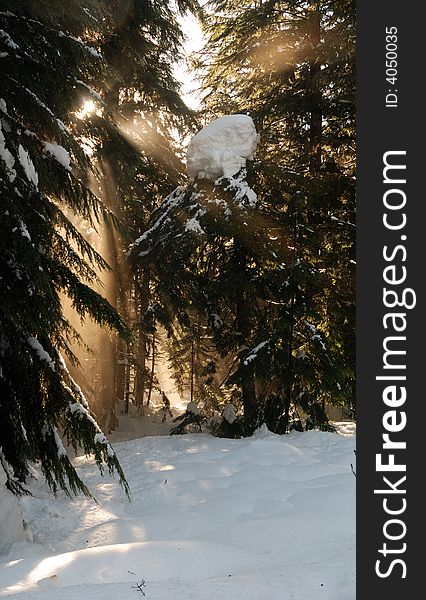 Heavy snow at Denny Creek in Washington State. Heavy snow at Denny Creek in Washington State