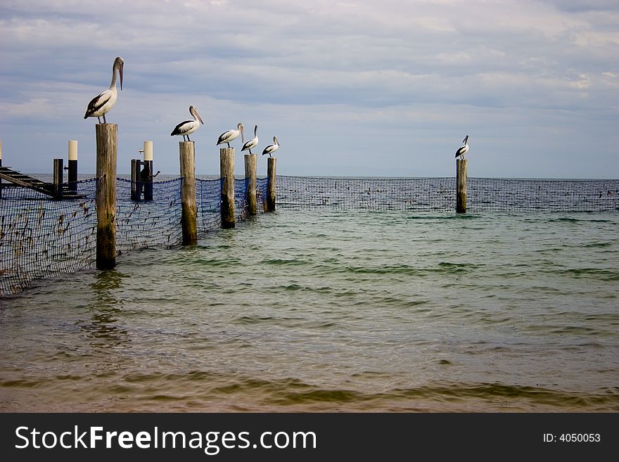 Pelicans sitting on poles. Stradbroke Island, brisbane