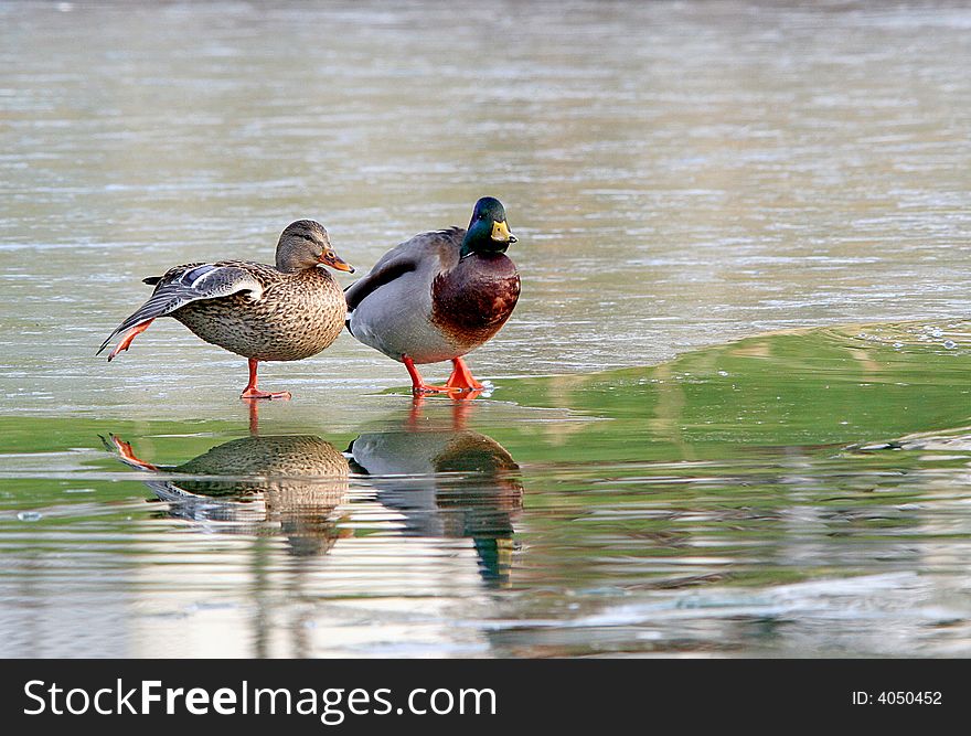 Two Mallards On A Frozen Lake.