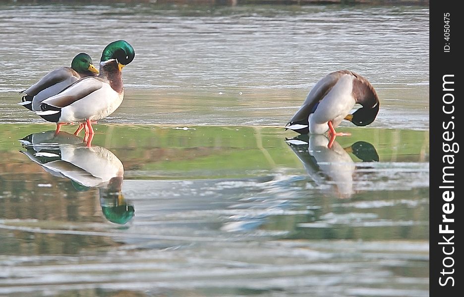 Mallard ducks stand on a frozen lake. Mallard ducks stand on a frozen lake.