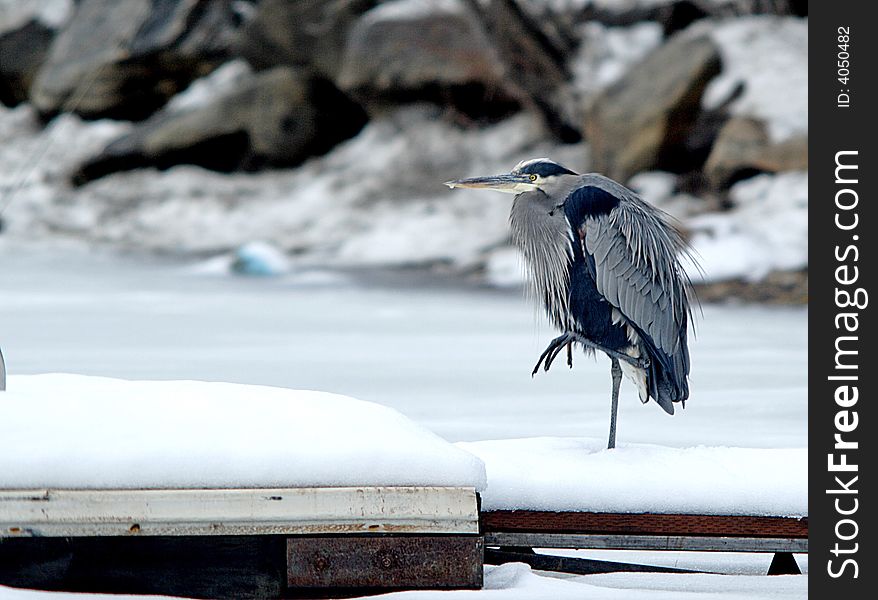 A heron stands on a snow covered dock. A heron stands on a snow covered dock.