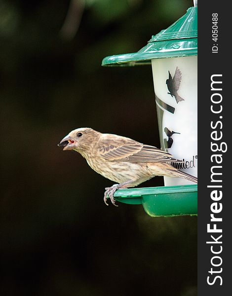 A house finch perches on a bird feeder. A house finch perches on a bird feeder.