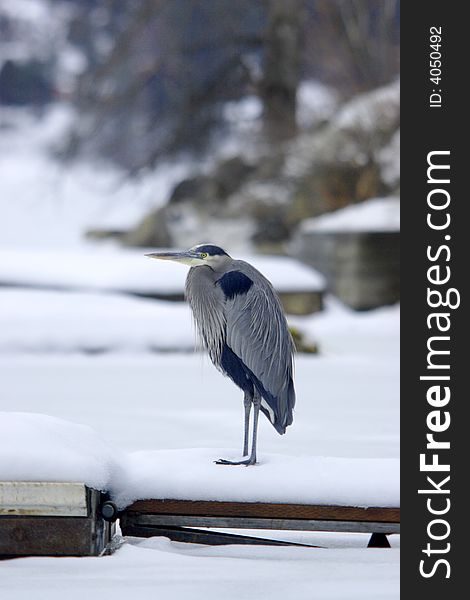 A heron stands on a snow covered dock. A heron stands on a snow covered dock.