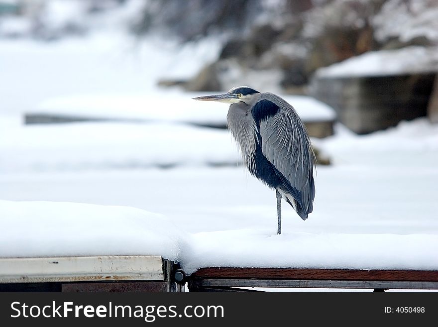 Heron On A Dock.