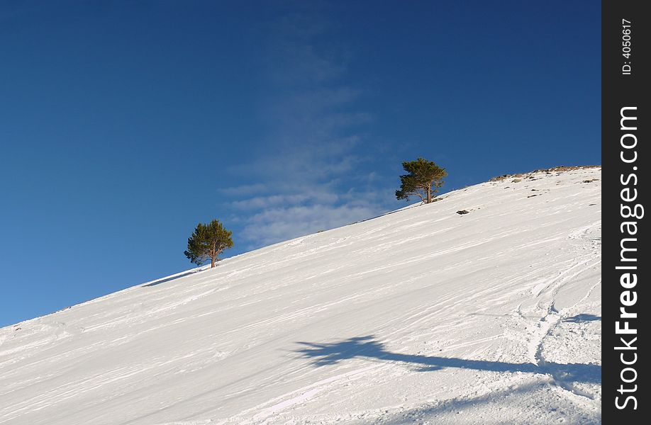 Two green trees at mountain slope at Dombai. Russia. Two green trees at mountain slope at Dombai. Russia.