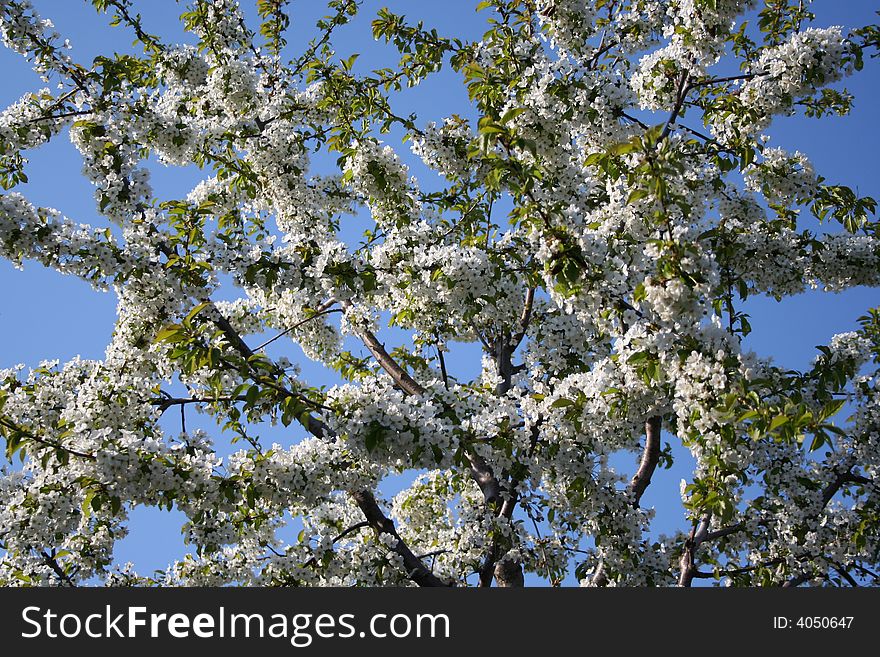 WHITE FLOWERS IN SPRING TREE