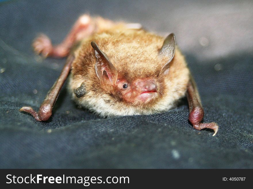 Bat captured in Gotland, Sweden. Near Burgsvick. Bat captured in Gotland, Sweden. Near Burgsvick.