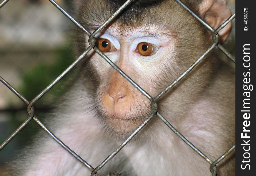 Inprisoned monkey from Vientian. Laos