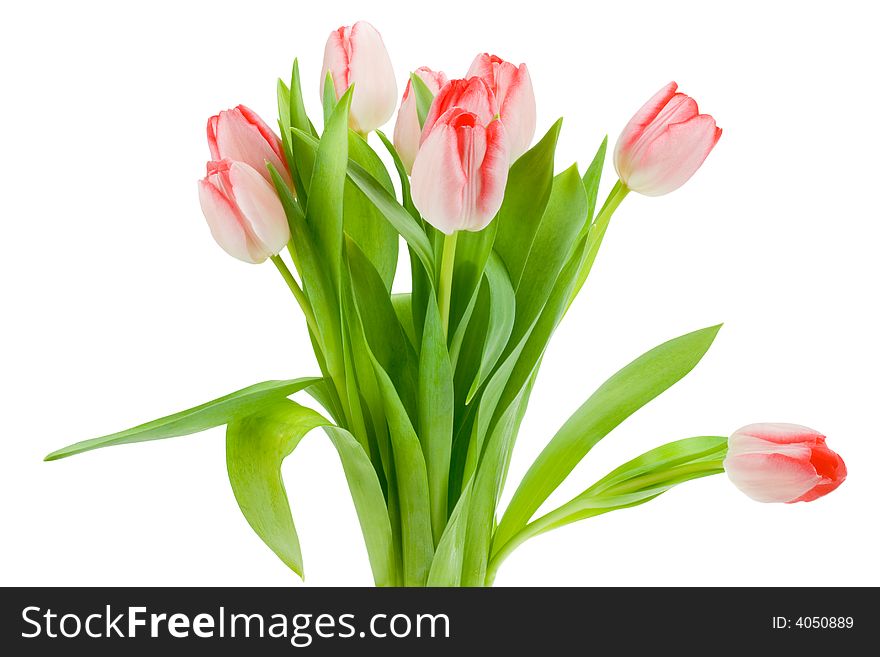 Colorful tulips isolated on a white background. Colorful tulips isolated on a white background