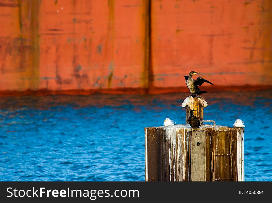 Colorful image of a great cormorant in the harbor