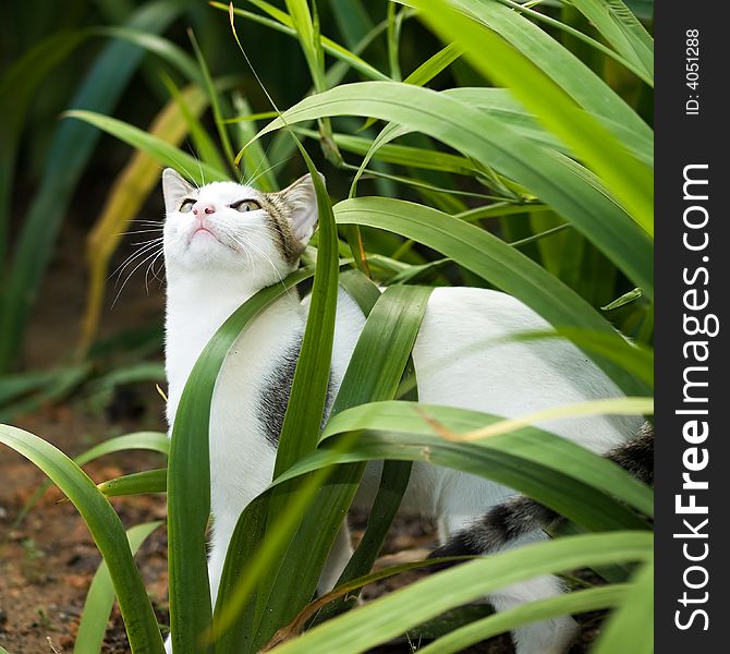 Juvenile White Cat Amongst Pandanus growing in the undergrowth