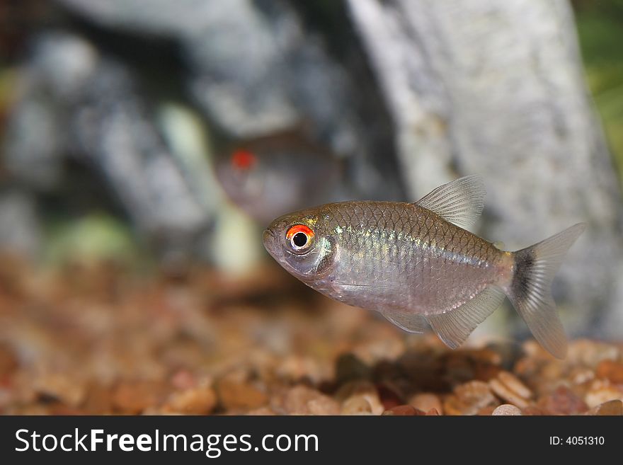 Red Eye Tetra (Moenkhausia oligolepis / Moenkhausia sanctaefilome). Red Eye Tetra (Moenkhausia oligolepis / Moenkhausia sanctaefilome)