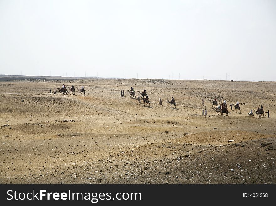 Camels caravan next to gizah pyramids