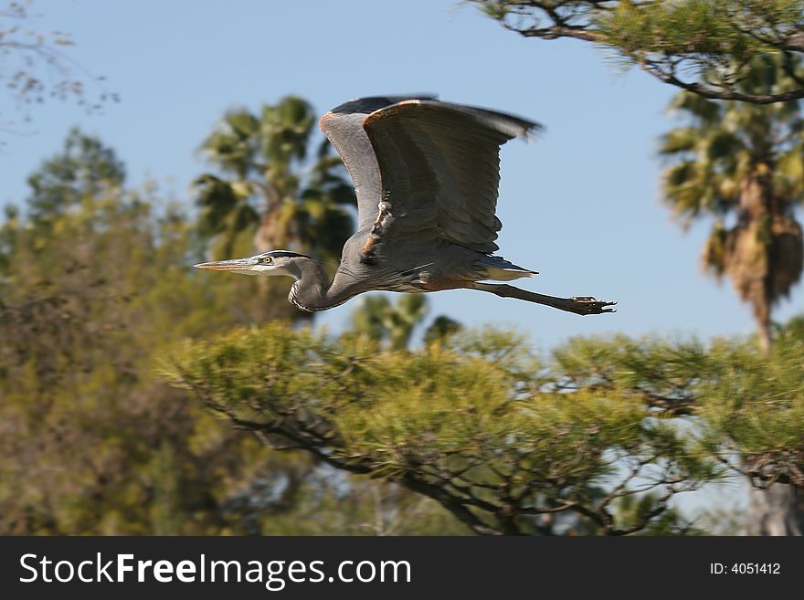 Great Blue Heron Flying.