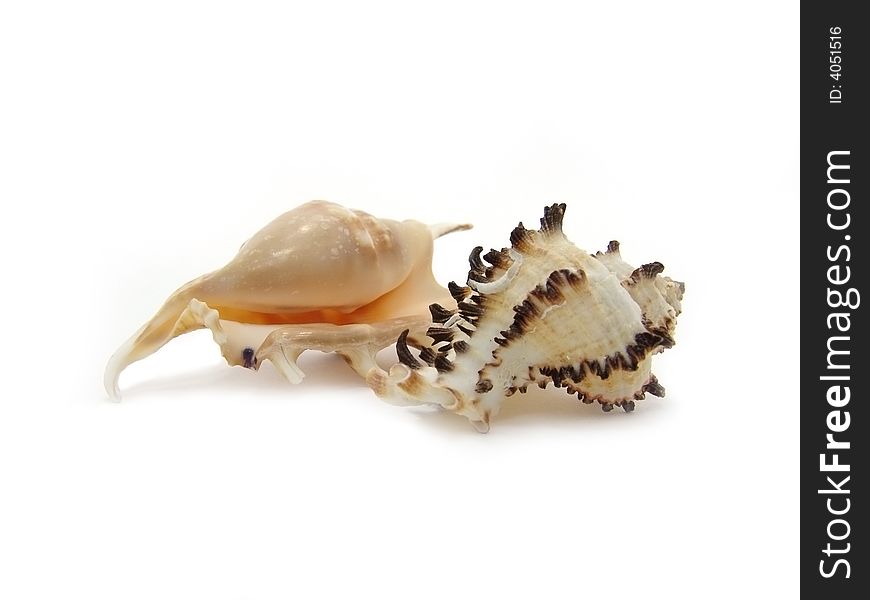 Two shells on a white background