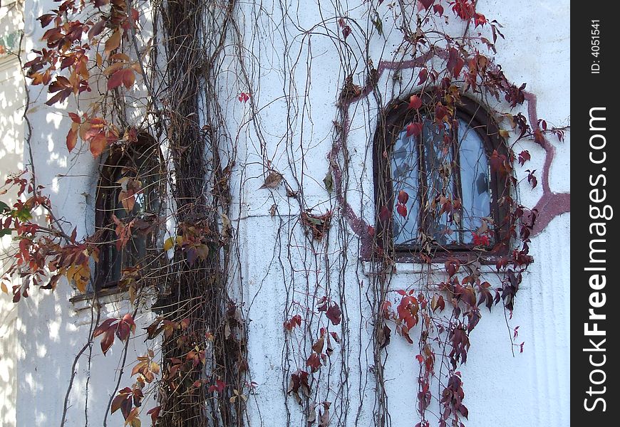 beautiful old window with leafs