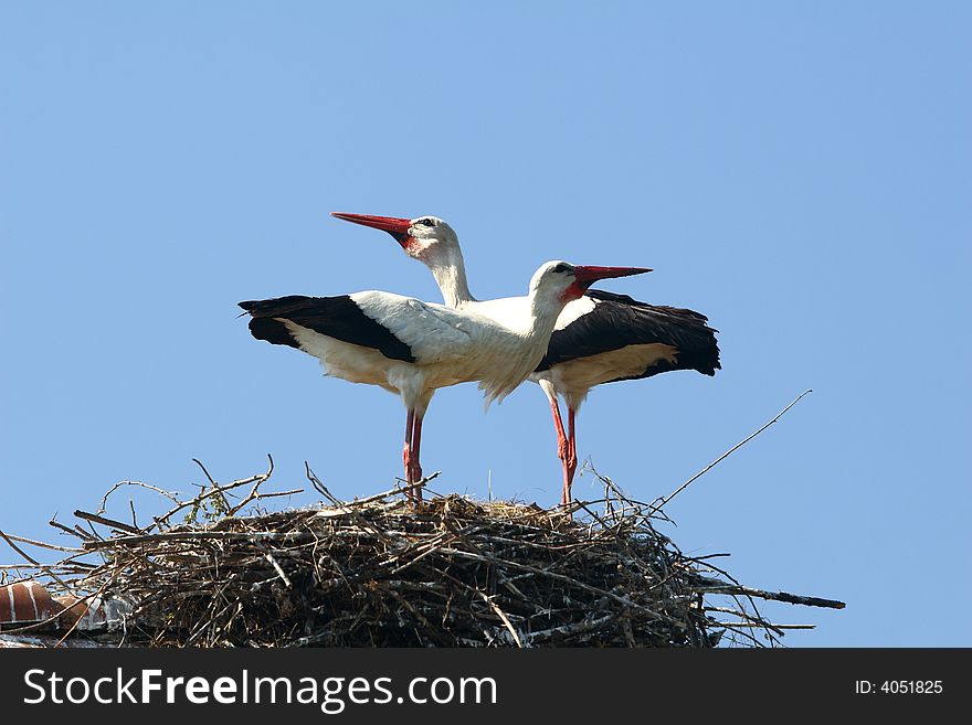 Stork nest and two storks