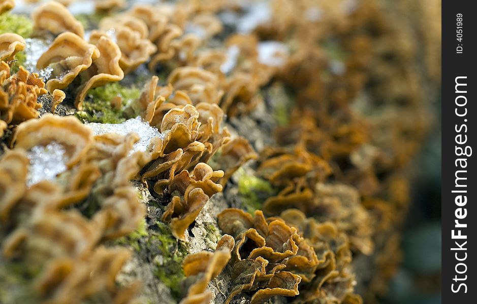 Close up of fungus on a tree trunk