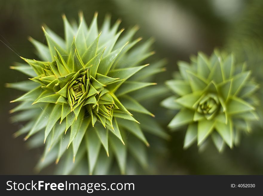 Close up of a prickly plant. Green. nature. Close up of a prickly plant. Green. nature