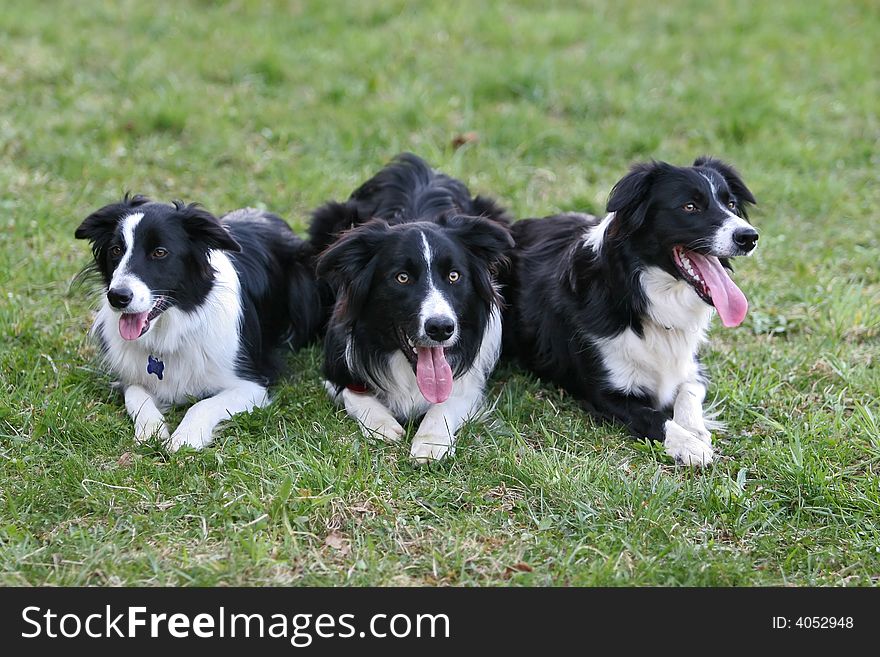 Meeting of border collie family. Meeting of border collie family