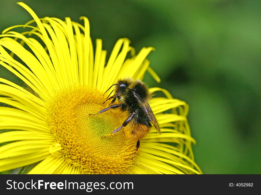 Macro of a Bee collecting pollen from a bright yellow flower