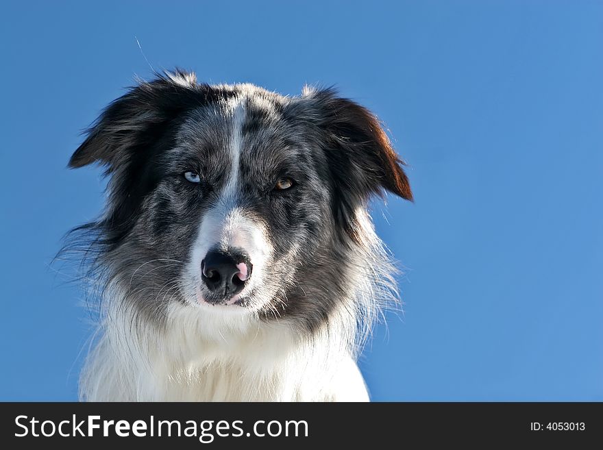 Portrati of a bluemerle border collie against blue sky