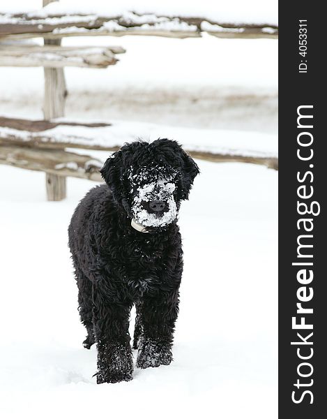 Portuguese Water Dog Puppy In Snow